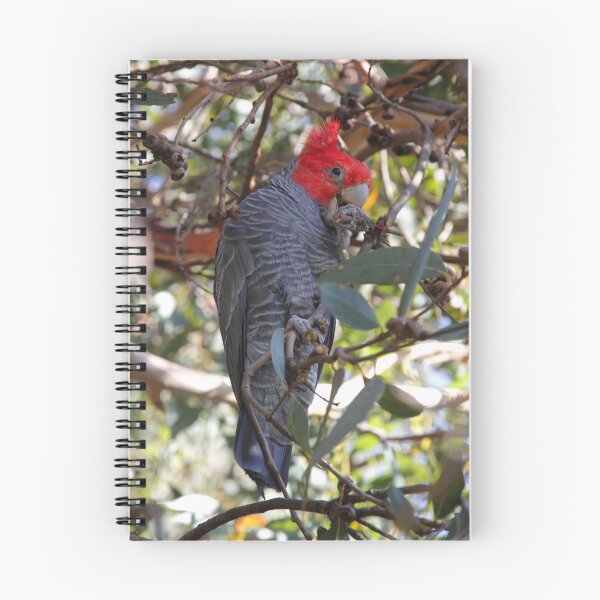Item preview, Gang Gang Cockatoo designed and sold by Michele Binder.
