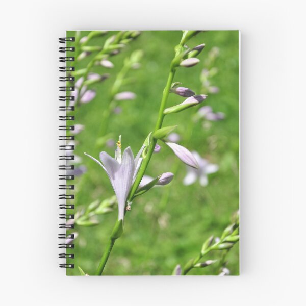 Aperçu de l'œuvre Hosta bloom créée et vendue par mltrue.