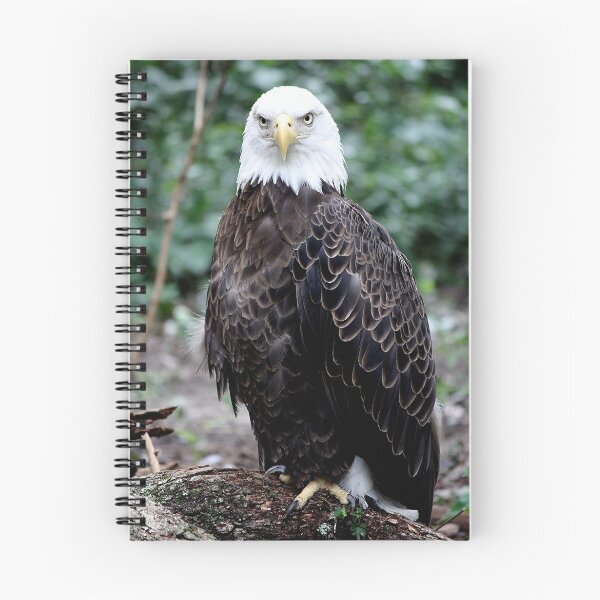 Aperçu de l'œuvre Eagle Eye créée et vendue par Paulette1021.