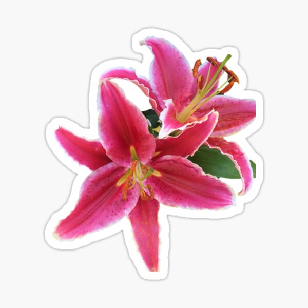 Aperçu de l'œuvre Motif/autocollant en mosaïque de lys rose créée et vendue par IMJones.