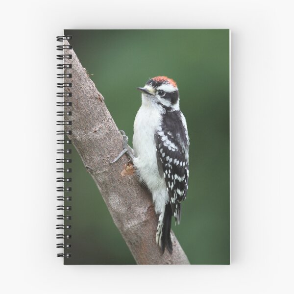 Item preview, Robust Downy Junior / Downy Woodpecker designed and sold by Gary Fairhead.