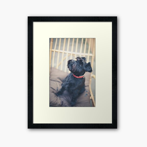 Black Dog Framed Art Print