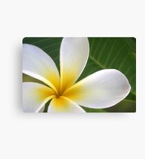 Sweet Plumeria Springtime Canvas Print