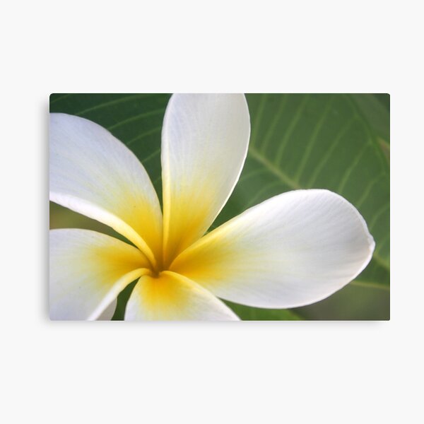 Sweet Plumeria Springtime Metal Print