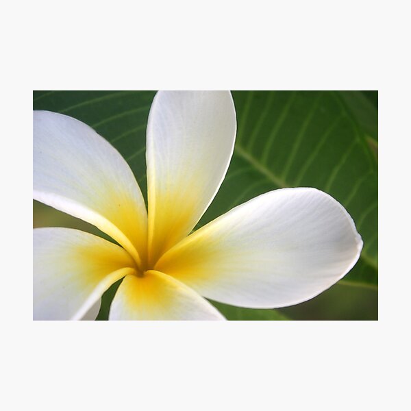 Item preview, Sweet Plumeria Springtime designed and sold by lumdesigns.