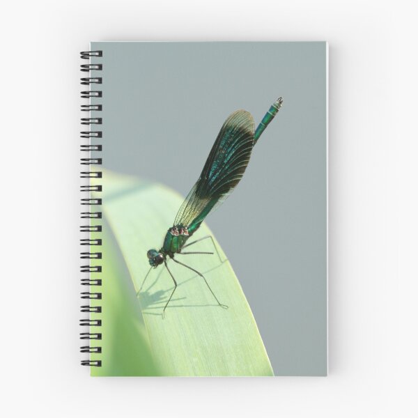Item preview, Banded Demoiselle - Obelisking designed and sold by Robert Abraham.