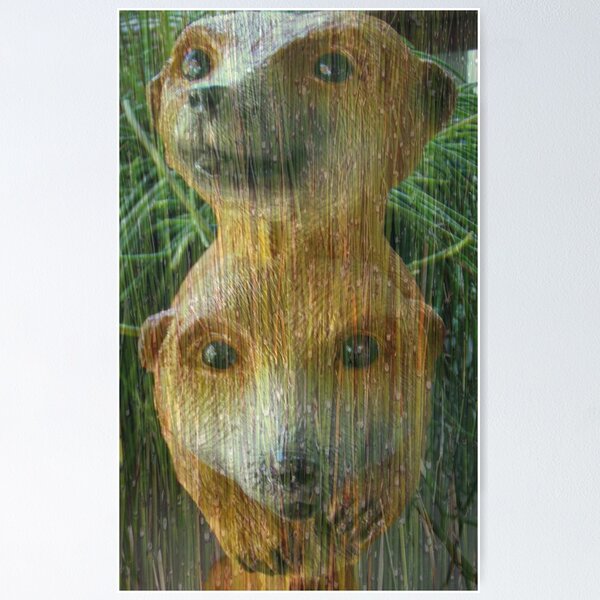 Cuddly Meerkats Poster