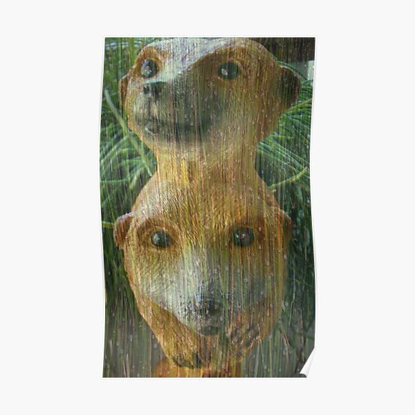 Cuddly Meerkats Poster