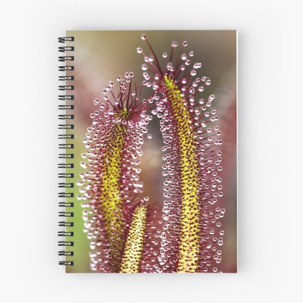Item preview, Drosera aliciae designed and sold by Paul Messenger.