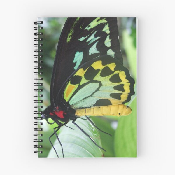 Item preview, Cairns Birdwing Butterfly - Kuranda, Queensland designed and sold by BreeDanielle.
