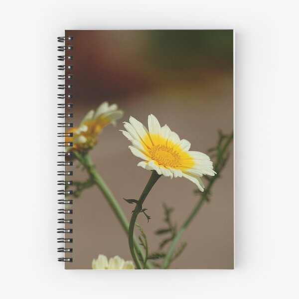 Item preview, Marguerite Daisy, Patal tumbri, Chrysanthemum frutescens designed and sold by Declan Carr.