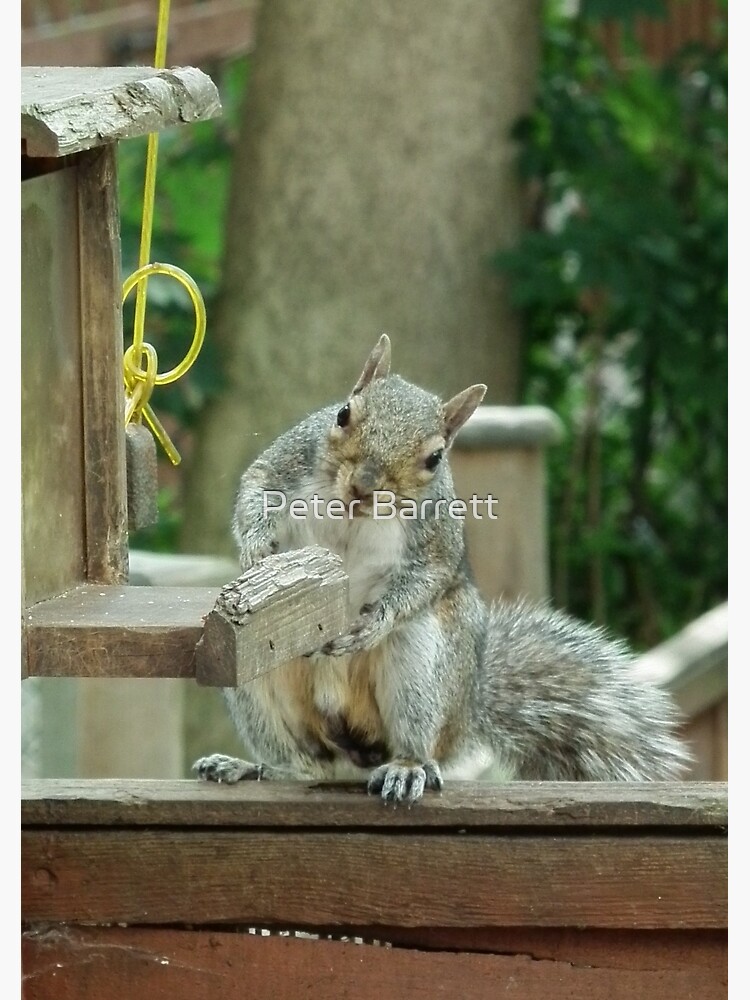 Squirrel 4 - please sir can I have some more? by hartrockets