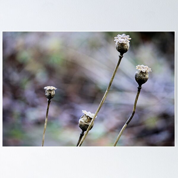 Item preview, bokehlicious designed and sold by JurrPhotography.