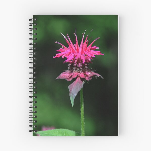 Item preview, Bee Balm designed and sold by Anne Smyth.
