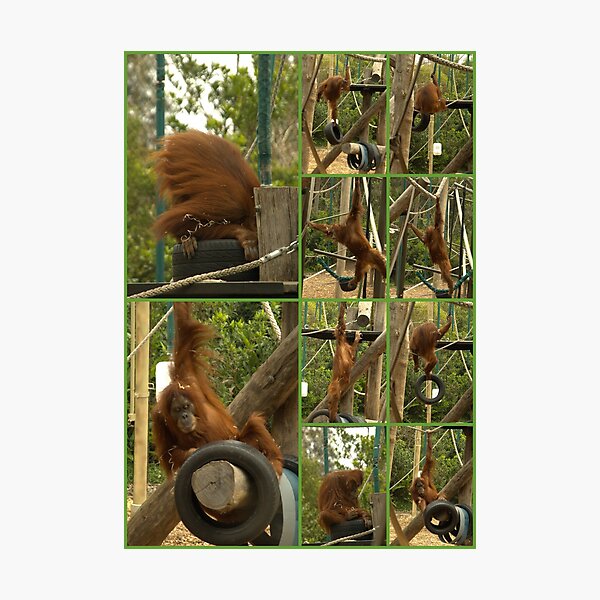 Swing! Photographic Print