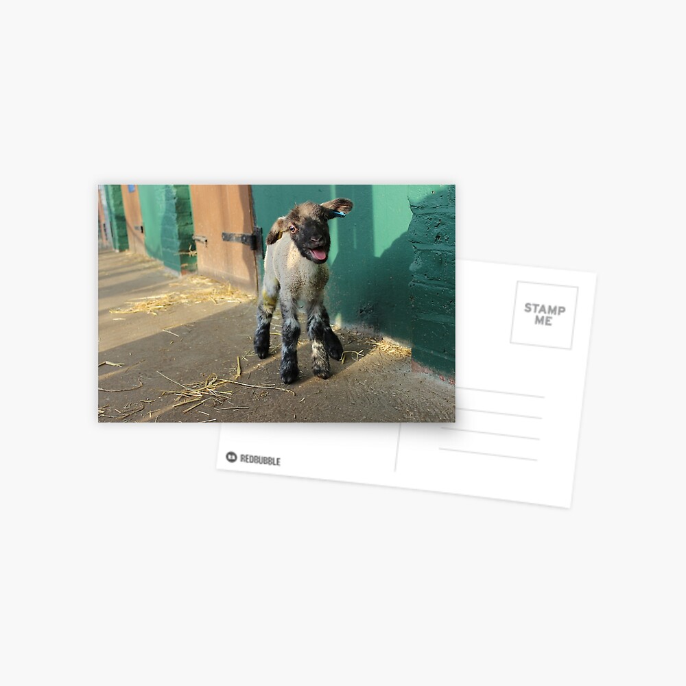 Item preview, Postcard designed and sold by VauxhallFarm.