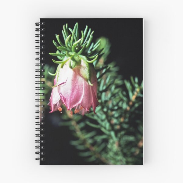 Item preview, Pink white Darwinia bell on Bluff Knoll Track Stirling Ranges 19820830 0014 designed and sold by Fred Mitchell.