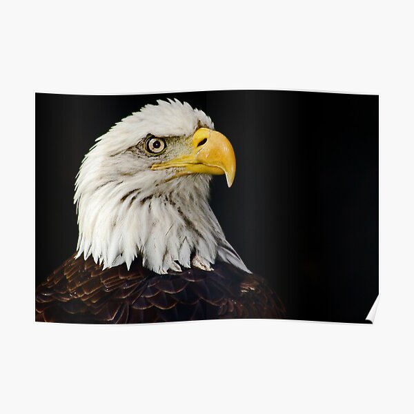 American Eagle Poster