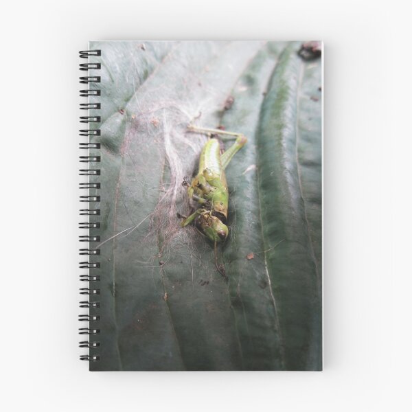 Item preview, dead grasshopper on hosta leaf, 1of2 designed and sold by Sofi Gamache.