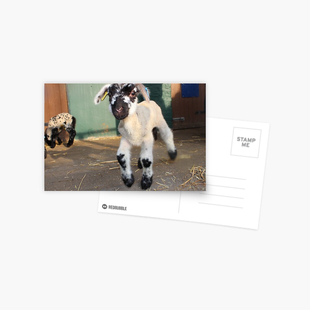 Item preview, Postcard designed and sold by VauxhallFarm.