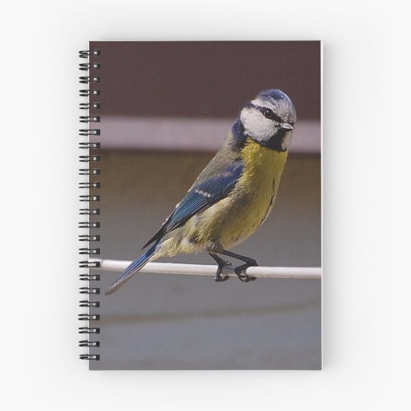 Item preview, blue tit designed and sold by Declan Carr.