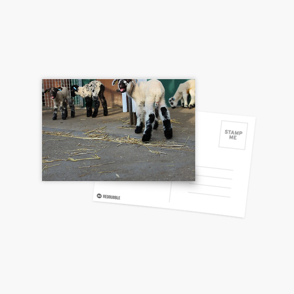 Item preview, Postcard designed and sold by VauxhallFarm.