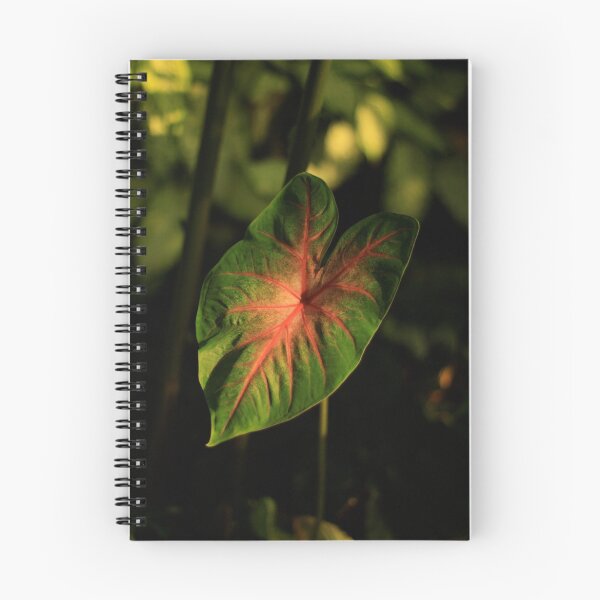 Item preview, Stand Alone - Mt Coot-tha Botanic Gardens designed and sold by matthewbrown.