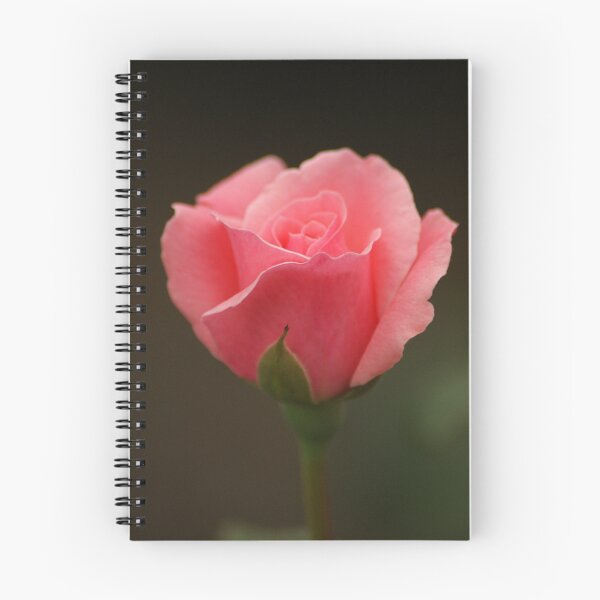Item preview, Pink Rose Bud designed and sold by crystalventerseye.