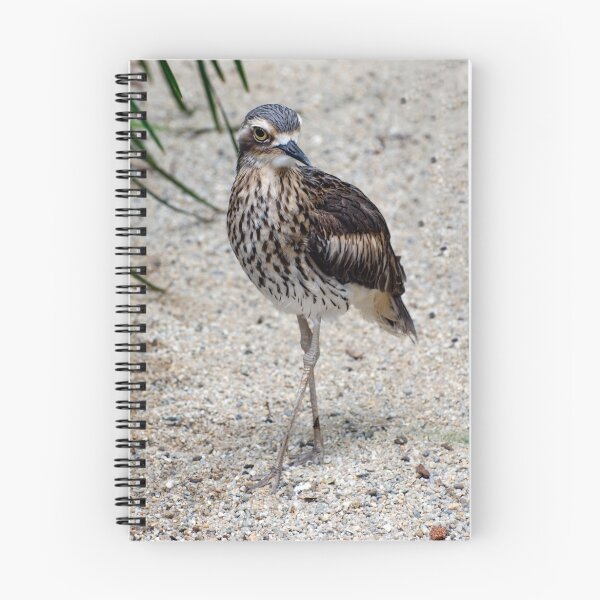 Item preview, Cross your Legs - curlew in Cairns designed and sold by Jenny Dean.