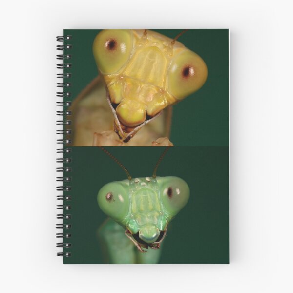Item preview, adult pair of jade mantids  mug shots designed and sold by Scott Thompson.