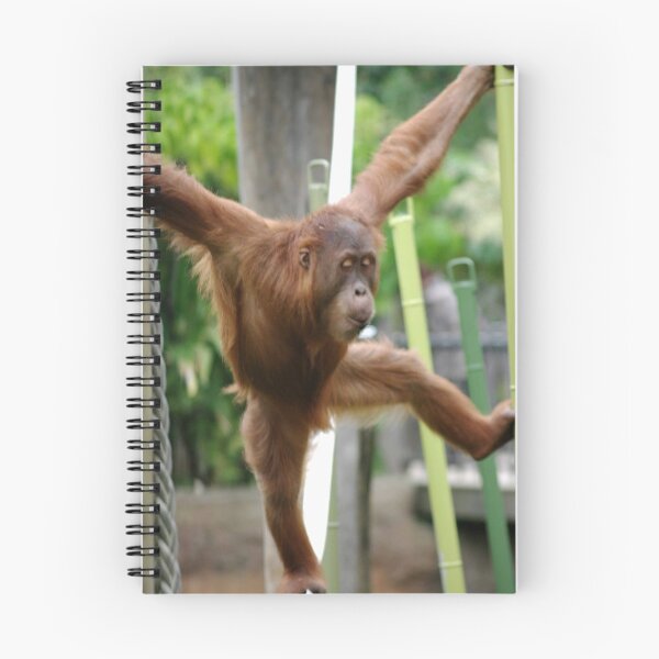 Item preview, Orangutan designed and sold by Katrina Freckleton.