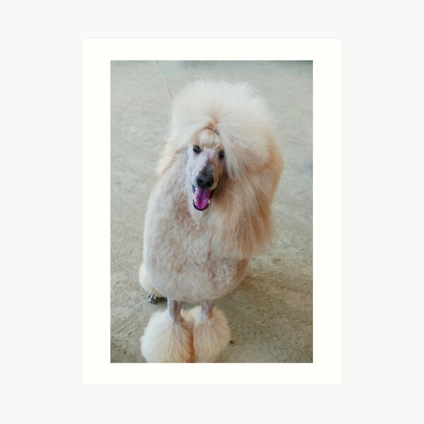 Fancy Poodle Postcard