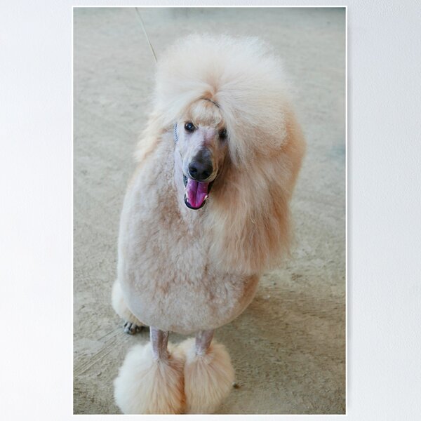 Item preview, Fancy Poodle designed and sold by laurafay.