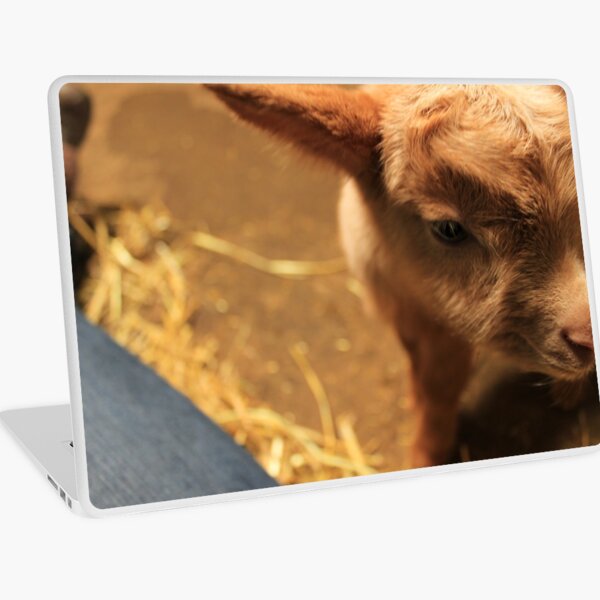 Vauxhall City Farm - Goat Kid (Pebbles) Laptop Skin