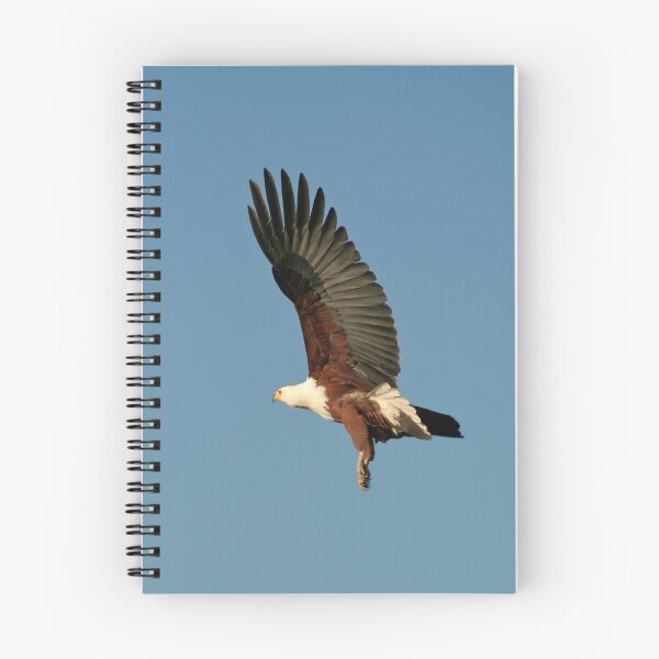 Aperçu de l'œuvre African fish eagle créée et vendue par Graeme Shannon.