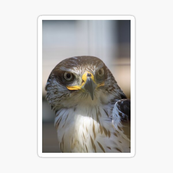 Ferruginous Hawk Sticker