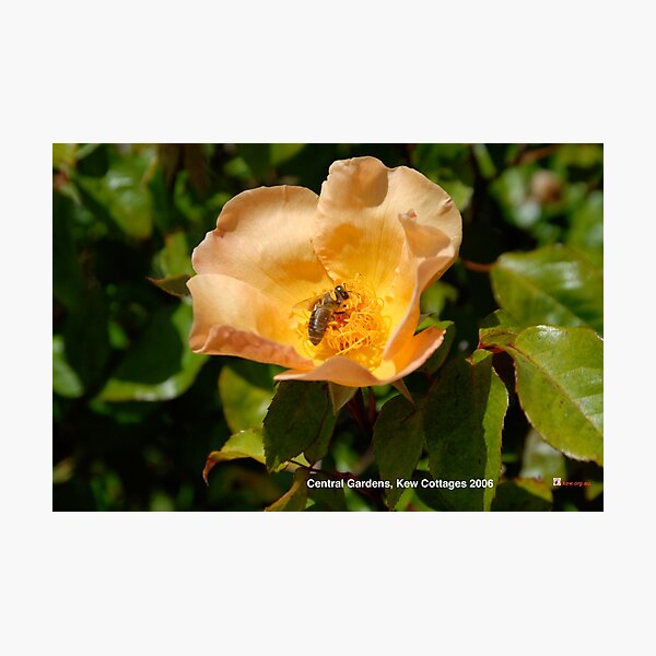 Central Gardens, Kew Cottages 2006 Photographic Print