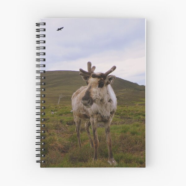 Item preview, The Cairngorms: Reindeer designed and sold by Rob Parsons (Just a Walker with a Camera).