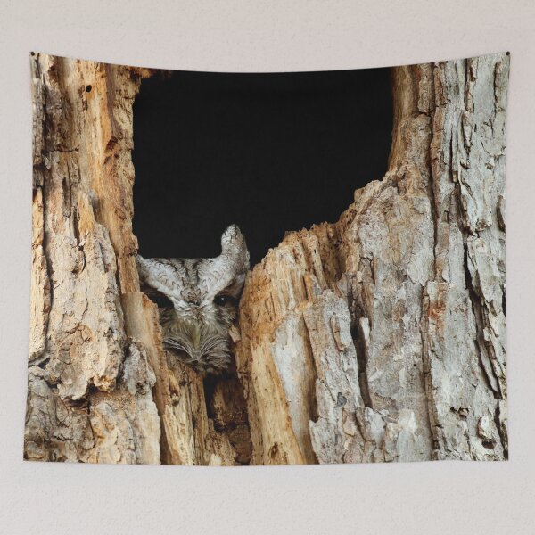 Item preview, Little screech owl eyes open (latest video of him in description) designed and sold by locustgirl.