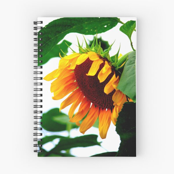 Item preview, Bashful designed and sold by Brent McMurry.