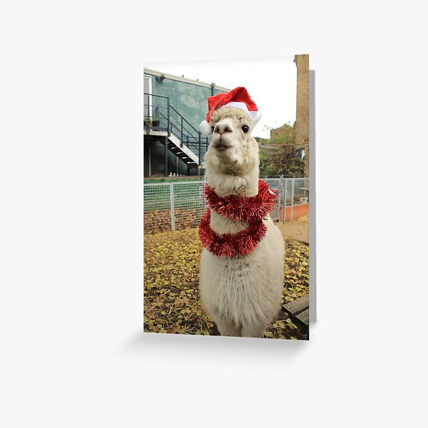 Vauxhall City Farm - Alpaca, Christmas (Jerry) Greeting Card