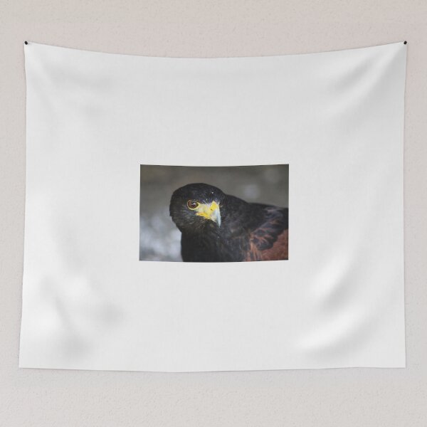 Item preview, Juvenile Harris Hawk designed and sold by Alyce Taylor.