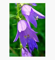 Macro Flowers Photographic Print