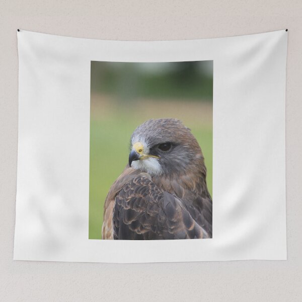 Item preview, Swainson's Hawk designed and sold by Alyce Taylor.