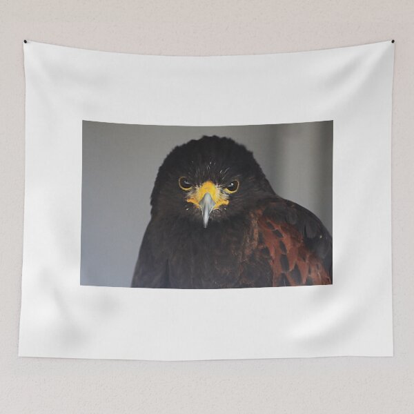 Item preview, Juvenile Harris Hawk designed and sold by Alyce Taylor.