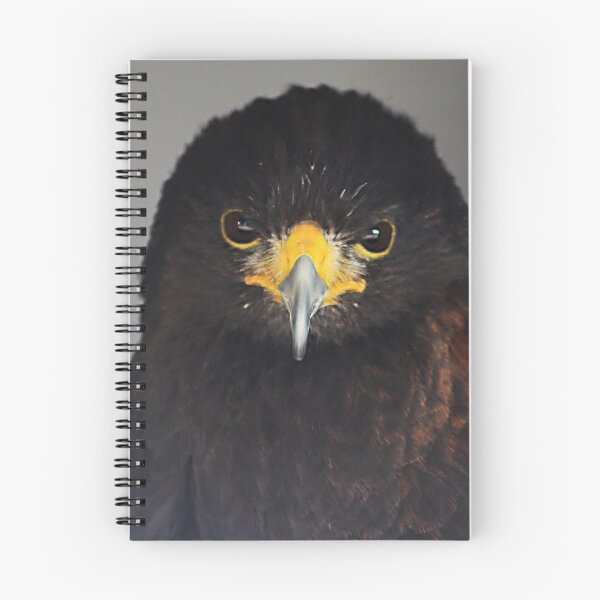Item preview, Juvenile Harris Hawk designed and sold by Alyce Taylor.