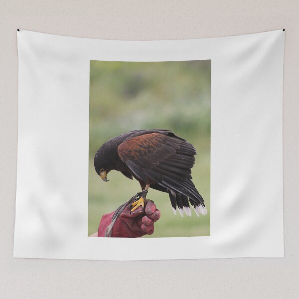 Item preview, Flight Demonstration - Harris Hawk designed and sold by Alyce Taylor.