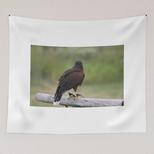 Item preview, Harris Hawk designed and sold by Alyce Taylor.