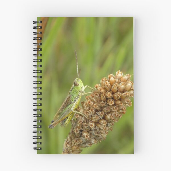Aperçu de l'œuvre Grasshopper 2 créée et vendue par rhian mountjoy.