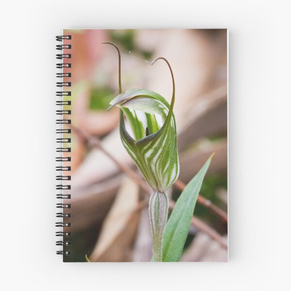 Item preview, Striated Greenhood - Diplodium striatum designed and sold by Paul Piko.